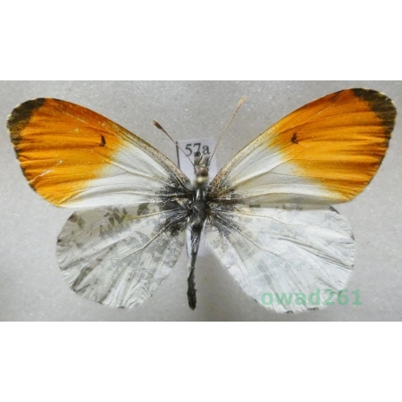 Anthocharis cardamines (Linnaeus, 1758) male Czech57a